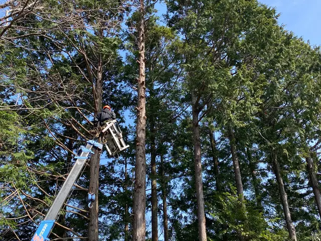 【複数本も高木も素早く安全に対応】クレカ対応！！クレーンや高所作業車ありサービスの画像