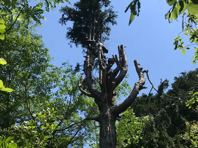 【複数本も高木も素早く安全に対応】クレカ対応！！クレーンや高所作業車ありサービスの画像