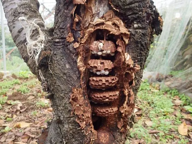 ハチ駆除【完全自社対応◎】安心の損害保険加入済み★サービスの画像