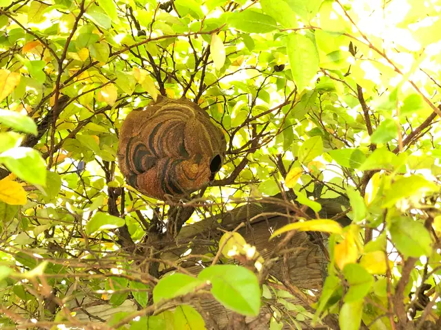 庭師歴12年◆プロの技術と知識と経験にお任せください！対応地域外も相談可能！サービスの画像