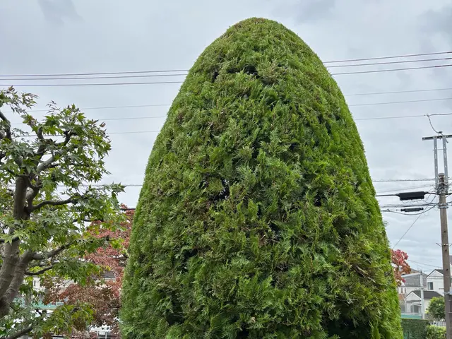 《庭師》【非喫煙者】【早いレスポンス】【仕事迅速丁寧】◆信頼と実績の10年サービスの画像