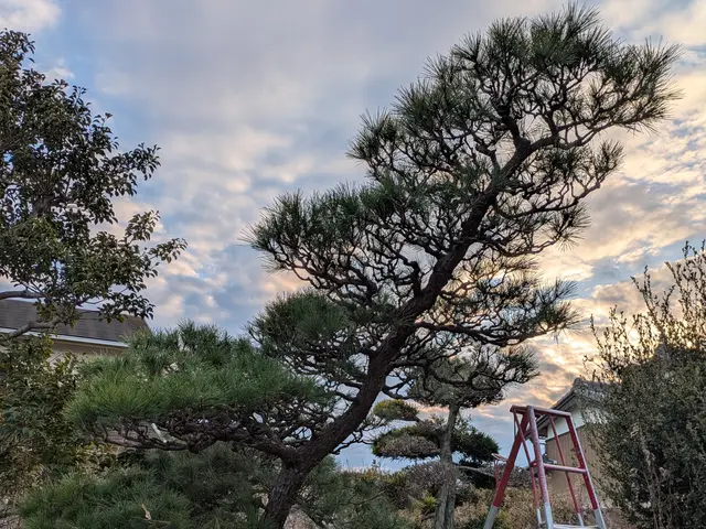 創業100年以上の信頼と実績！安全第一でお庭を美しく整えますサービスの画像