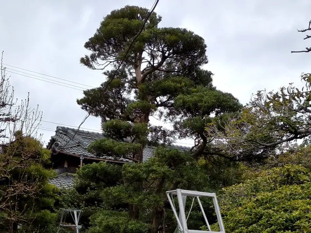 創業100年以上の信頼と実績！安全第一でお庭を美しく整えますサービスの画像