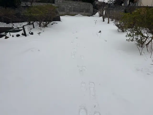 雪かきのお手伝い致します！！サービスの画像