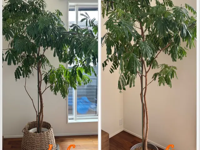 【１級根っこ診断士】根っこの不思議を解説する鉢植替え★ タワマンなど年間百鉢以上サービスの画像