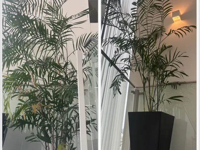 【１級根っこ診断士】根っこの不思議を解説する鉢植替え★ タワマンなど年間百鉢以上サービスの画像