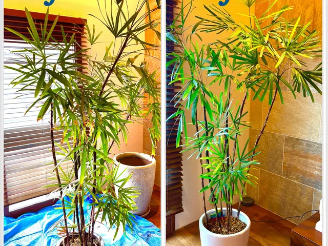 【１級根っこ診断士】根っこの不思議を解説する鉢植替え★ タワマンなど年間百鉢以上サービスの画像