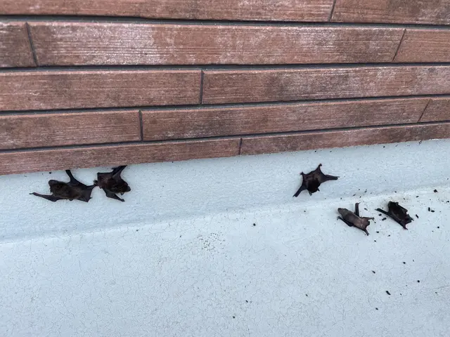 コウモリ徹底駆除！日々のストレスからお客様が安心して暮らせる為に頑張ります。サービスの画像