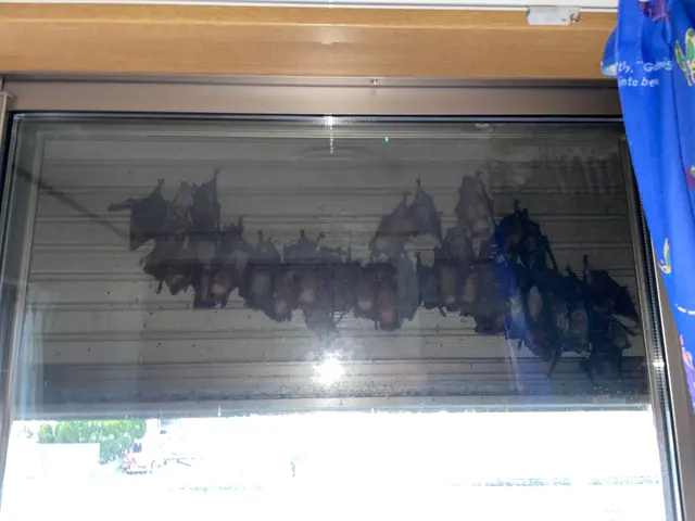 コウモリ徹底駆除！日々のストレスからお客様が安心して暮らせる為に頑張ります。サービスの画像