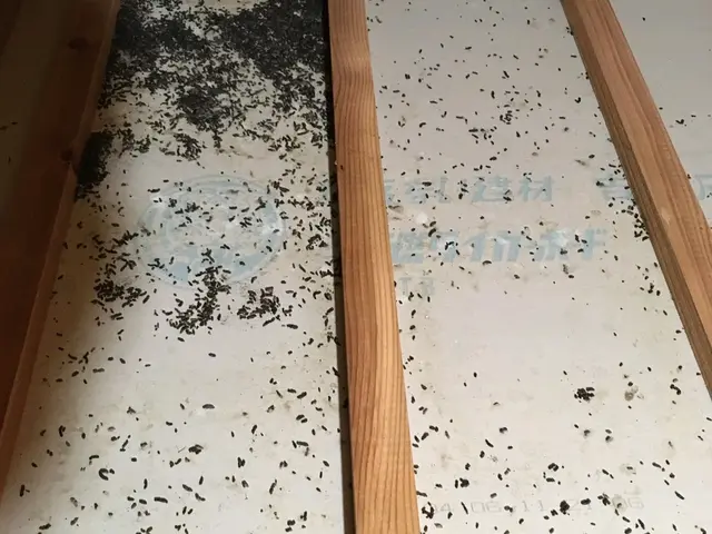 コウモリ徹底駆除！日々のストレスからお客様が安心して暮らせる為に頑張ります。サービスの画像