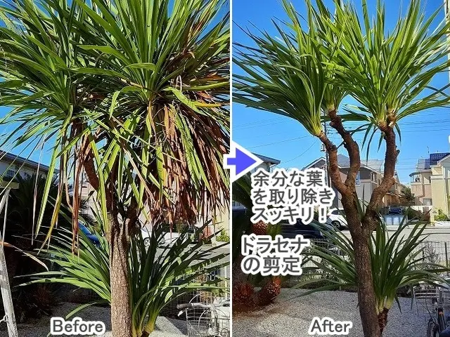 ★年内に庭木をキレイに！【３連続入賞店★口コミ好評】◆高崎の植木屋★ご予約早めにサービスの画像