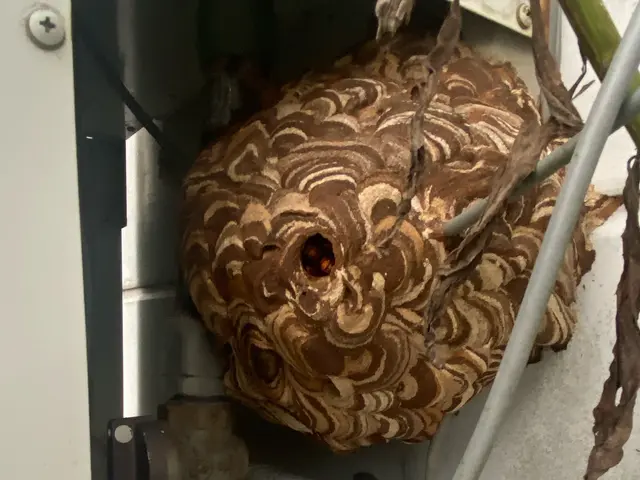 『口コミ蜂駆除のみ！』再発補償あり。立会なし可、当日もご相談ください！サービスの画像