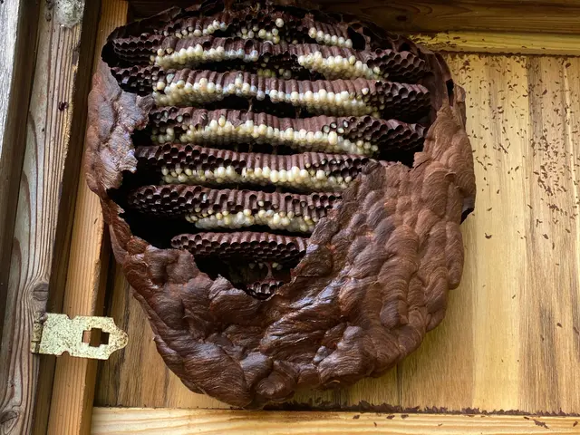 『口コミ蜂駆除のみ！』再発補償あり。立会なし可、当日もご相談ください！サービスの画像