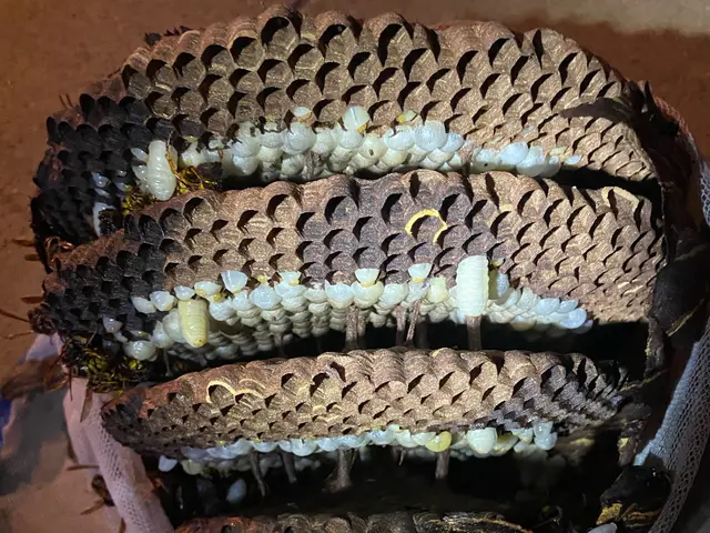 『口コミ蜂駆除のみ！』再発補償あり。立会なし可、当日もご相談ください！サービスの画像