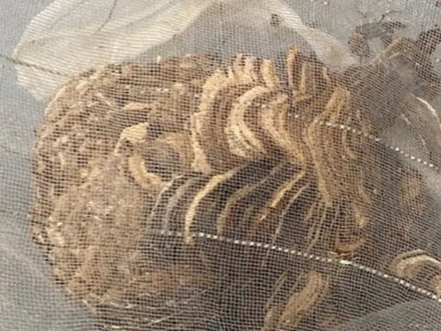 蜂駆除専門家が出動　地域が合えば即日翌日対応可！事前見積☆年内保証☆高評価店☆サービスの画像