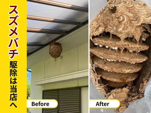 蜂駆除専門家が出動　地域が合えば即日翌日対応可！事前見積☆年内保証☆高評価店☆サービスの画像