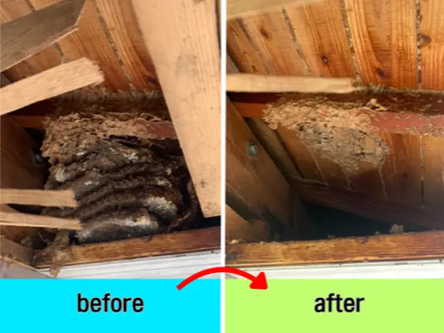 蜂駆除専門家が出動　地域が合えば即日翌日対応可！事前見積☆年内保証☆高評価店☆サービスの画像