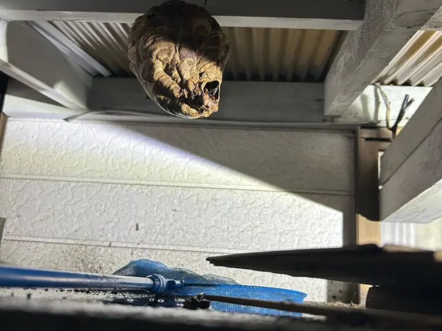 アシナガバチ駆除8000円 スズメバチ駆除15000円  即日対応可能★サービスの画像