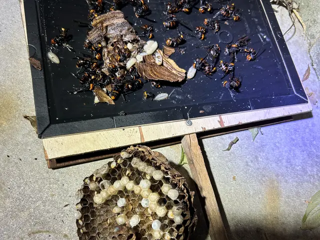 アシナガバチ駆除8000円 スズメバチ駆除15000円  即日対応可能★サービスの画像