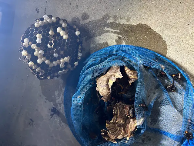 アシナガバチ駆除8000円 スズメバチ駆除15000円  即日対応可能★サービスの画像