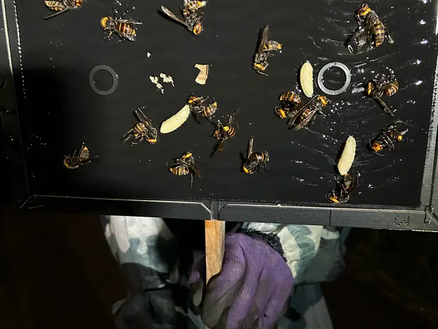 アシナガバチ駆除8000円 スズメバチ駆除15000円  即日対応可能★サービスの画像