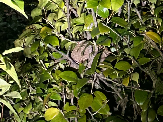 アシナガバチ駆除8000円 スズメバチ駆除15000円  即日対応可能★サービスの画像