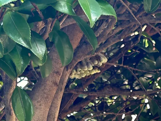 アシナガバチ駆除8000円 スズメバチ駆除15000円  即日対応可能★サービスの画像