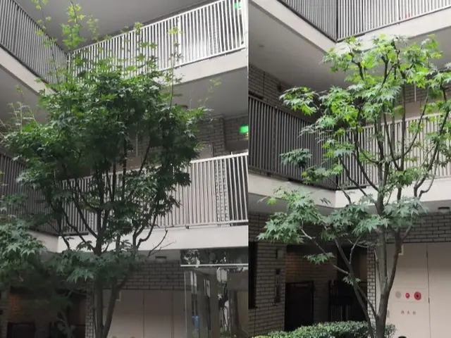 庭木をキレイに！【優しい美剪定】自然風透かし剪定であなたのお庭に木漏れ日をサービスの画像