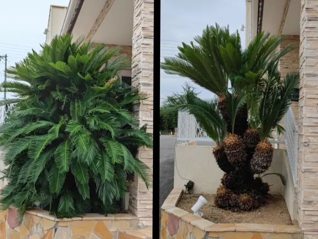 庭木をキレイに！【優しい美剪定】自然風透かし剪定であなたのお庭に木漏れ日をサービスの画像