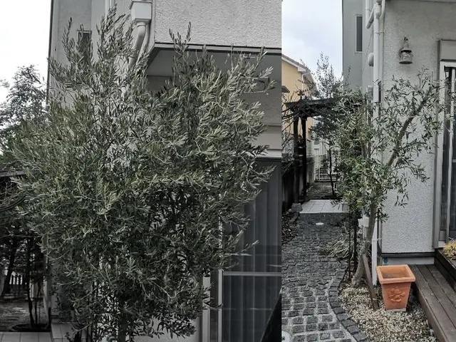 庭木をキレイに！【優しい美剪定】自然風透かし剪定であなたのお庭に木漏れ日をサービスの画像