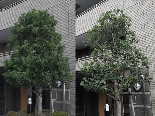 庭木をキレイに！【優しい美剪定】自然風透かし剪定であなたのお庭に木漏れ日をサービスの画像