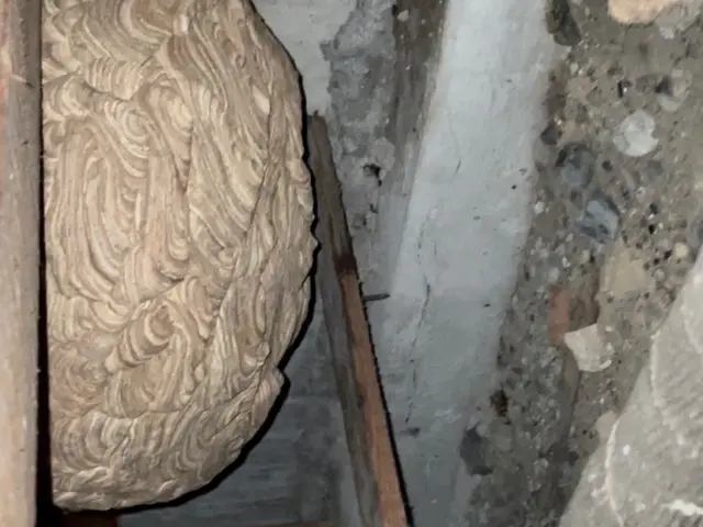 安心の蜂駆除！巣の場所も種類も問わずOK！サービスの画像