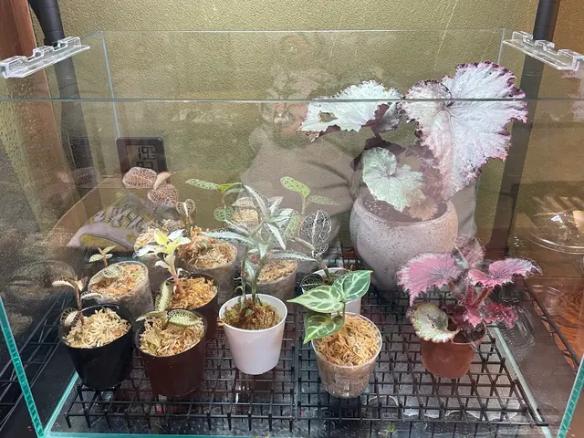 植木鉢、お庭の水やりお任せください♪ 松戸市・柏市・流山市割引ありサービスの画像