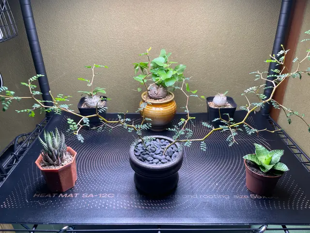 植木鉢、お庭の水やりお任せください♪ 松戸市・柏市・流山市割引ありサービスの画像