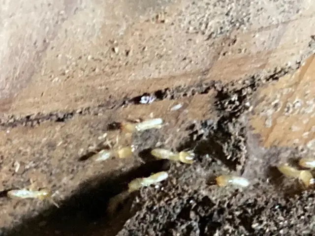 無資格の業者が多い中、白蟻防除防除施工士による100%施工で絶対的安心！サービスの画像