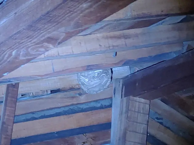 愛媛県◇蜂の巣駆除◇クレジットカード対応サービスの画像