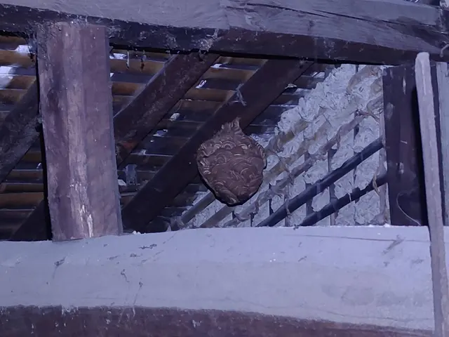 愛媛県◇蜂の巣駆除◇クレジットカード対応サービスの画像