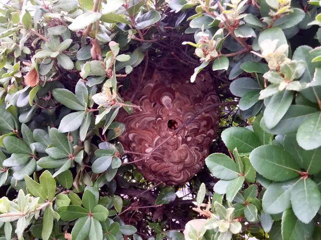 愛媛県◇蜂の巣駆除◇クレジットカード対応サービスの画像