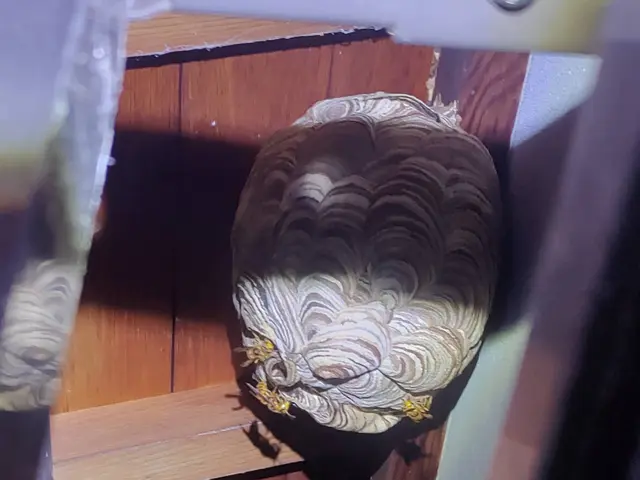 愛媛県◇蜂の巣駆除◇クレジットカード対応サービスの画像