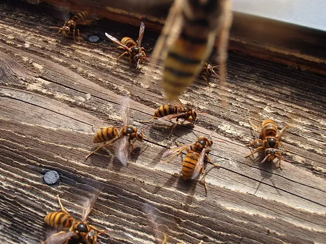 スズメバチ・アシナガバチなどの駆除・巣の駆除サービスの画像