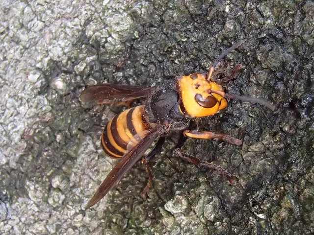 スズメバチ・アシナガバチなどの駆除・巣の駆除サービスの画像
