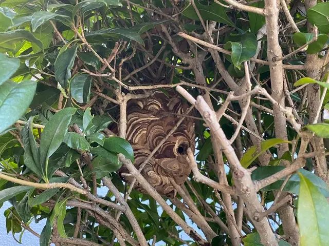 スズメバチ・アシナガバチなどの駆除・巣の駆除サービスの画像