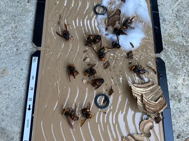 スズメバチ・アシナガバチなどの駆除・巣の駆除サービスの画像