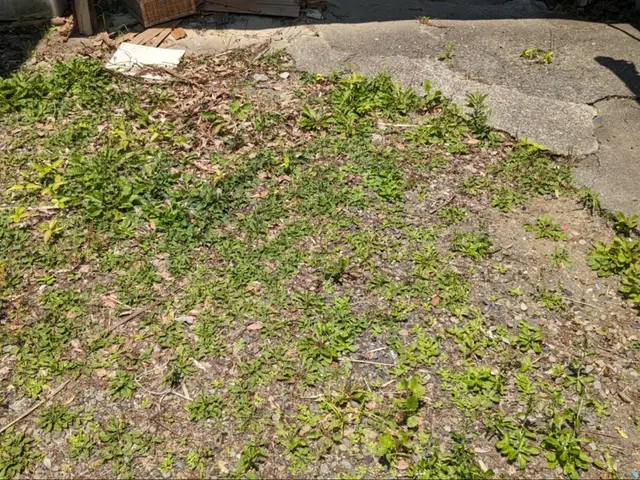 業界30年、作業実績1000件以上！草刈りはお任せください！サービスの画像