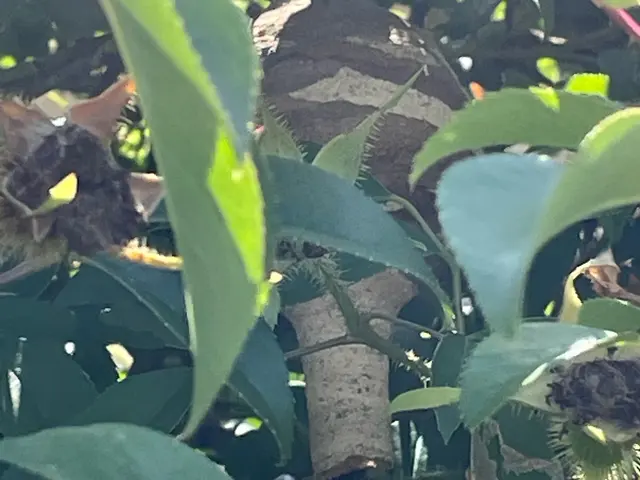 戻りバチ対策万全★年中無休★クレカOK★大分県各種自治体指定登録蜂駆除業者サービスの画像