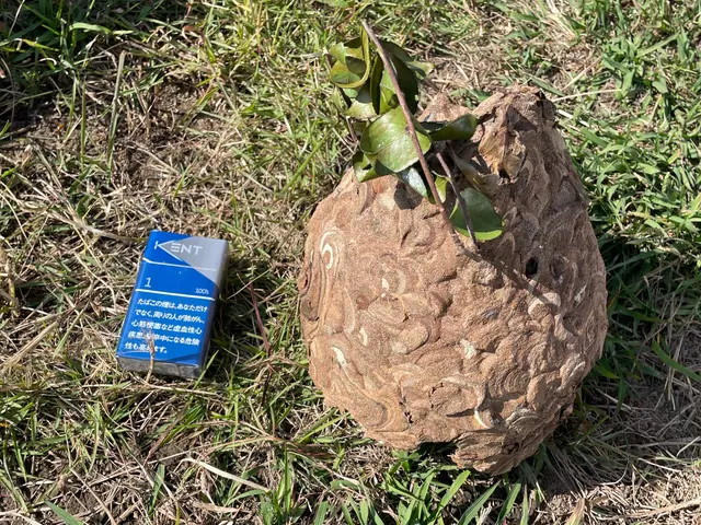 戻りバチ対策万全★年中無休★クレカOK★大分県各種自治体指定登録蜂駆除業者サービスの画像