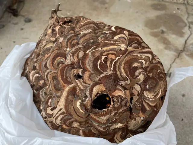 戻りバチ対策万全★年中無休★クレカOK★大分県各種自治体指定登録蜂駆除業者サービスの画像