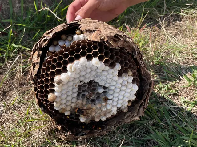戻りバチ対策万全★年中無休★クレカOK★大分県各種自治体指定登録蜂駆除業者サービスの画像