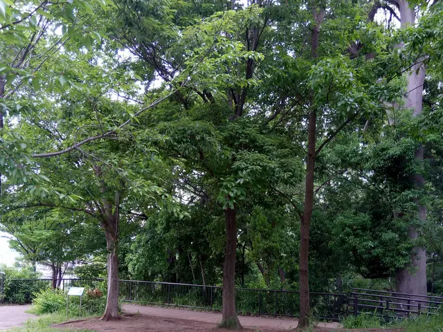 根元の伐採は切株を残す事無く、地面下できります。安全安心、見た目もスッキリです。サービスの画像