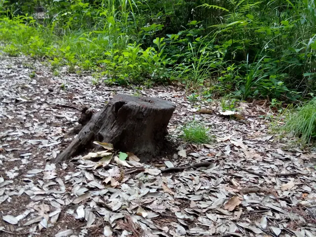 根元の伐採は切株を残す事無く、地面下できります。安全安心、見た目もスッキリです。サービスの画像